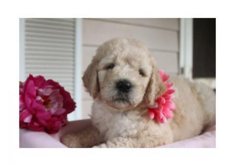 F2 English Cream Goldendoodle puppies